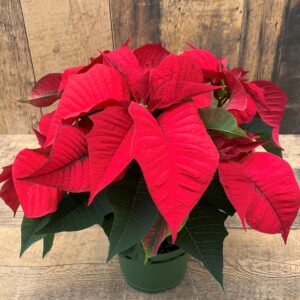 Poinsettia (6" pot)