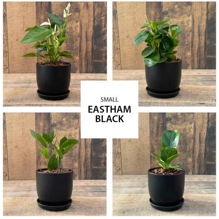 Eastham Black Urban Tropical Collection (small)