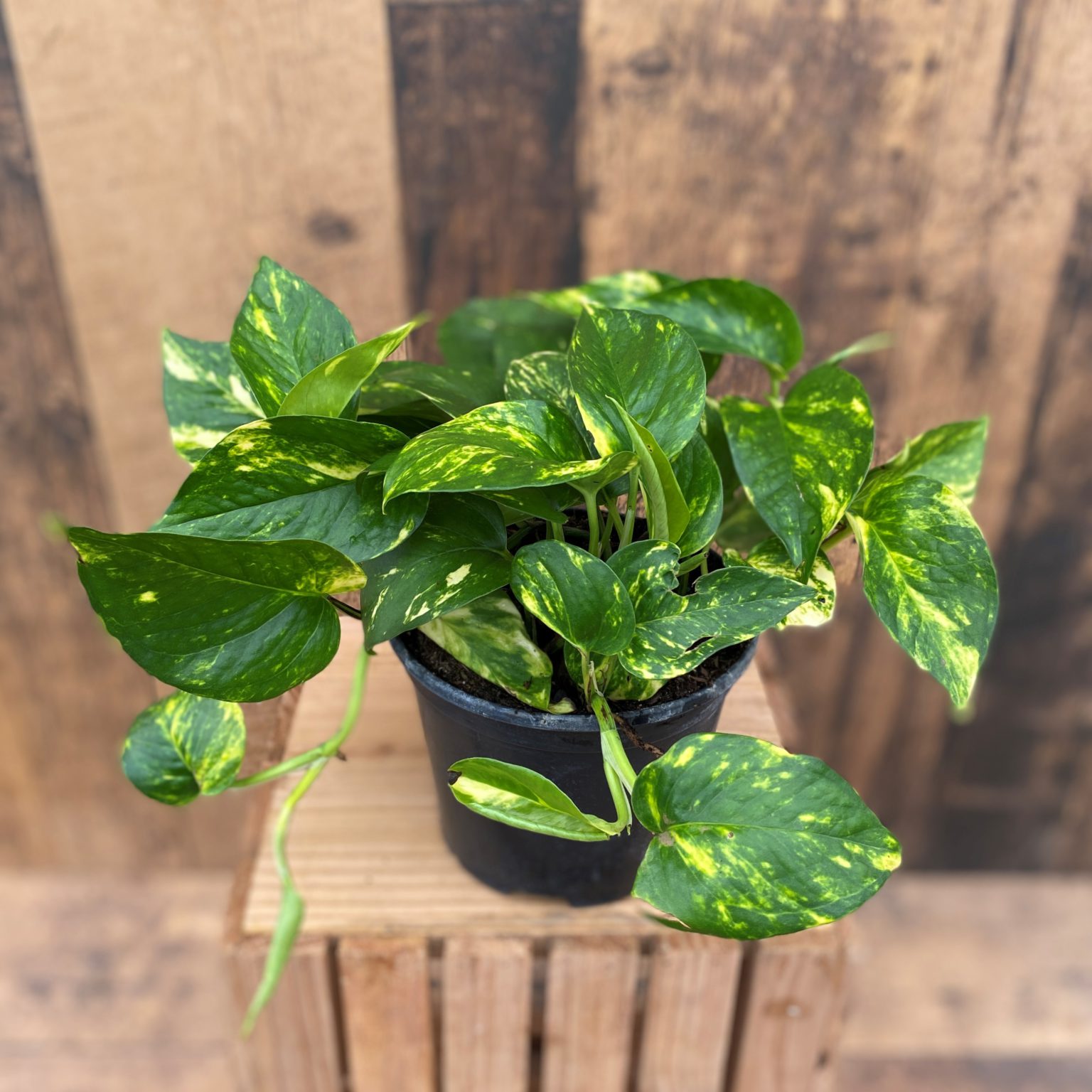 Golden Pothos 6 Pot Terra Greenhouses