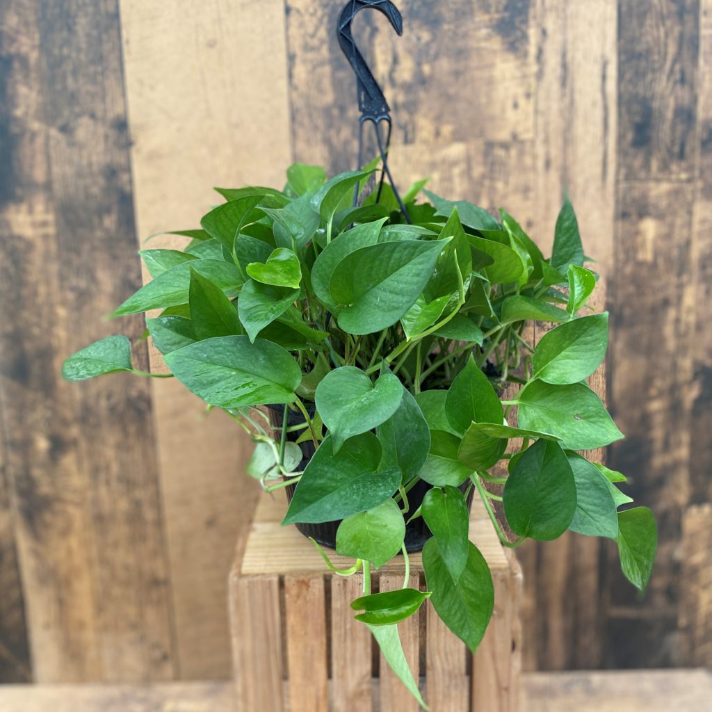 10" Pothos 'Jade' Hanging Basket TERRA Greenhouses