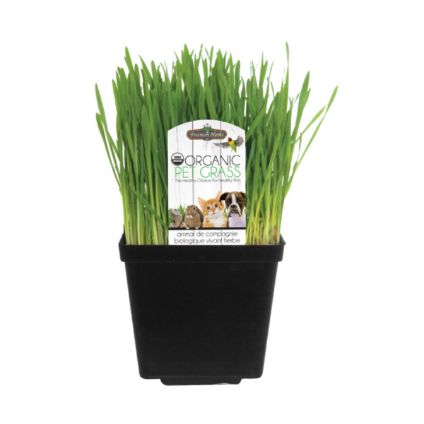Herbs Pet Grass