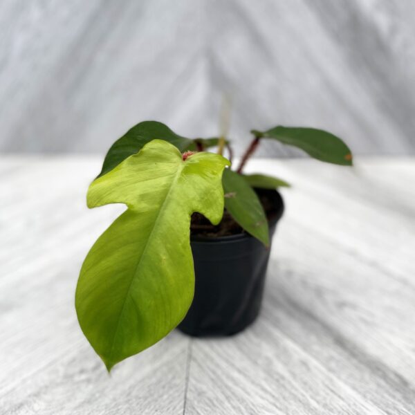 philodendron squamiferum in a 4 inch grower's pot on a soft grey background