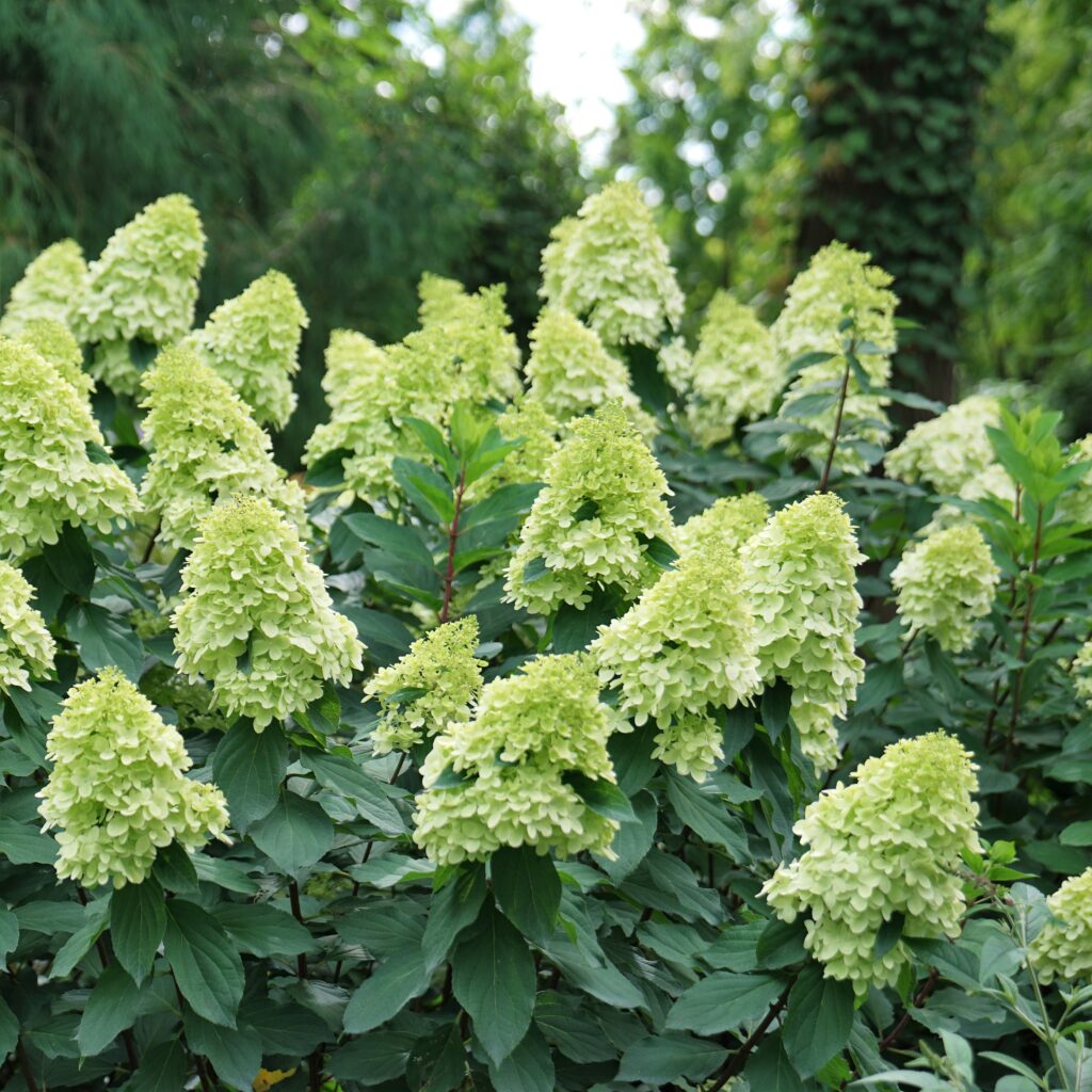 A blooming Limelight Prime Hydrangea from the Proven Winners collection of flowering shrubs, available at TERRA Greenhouses.