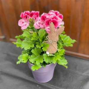 Martha Washington Geranium in Ceramic Pot