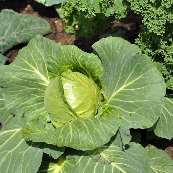 Early Cabbage (4 cell pack)