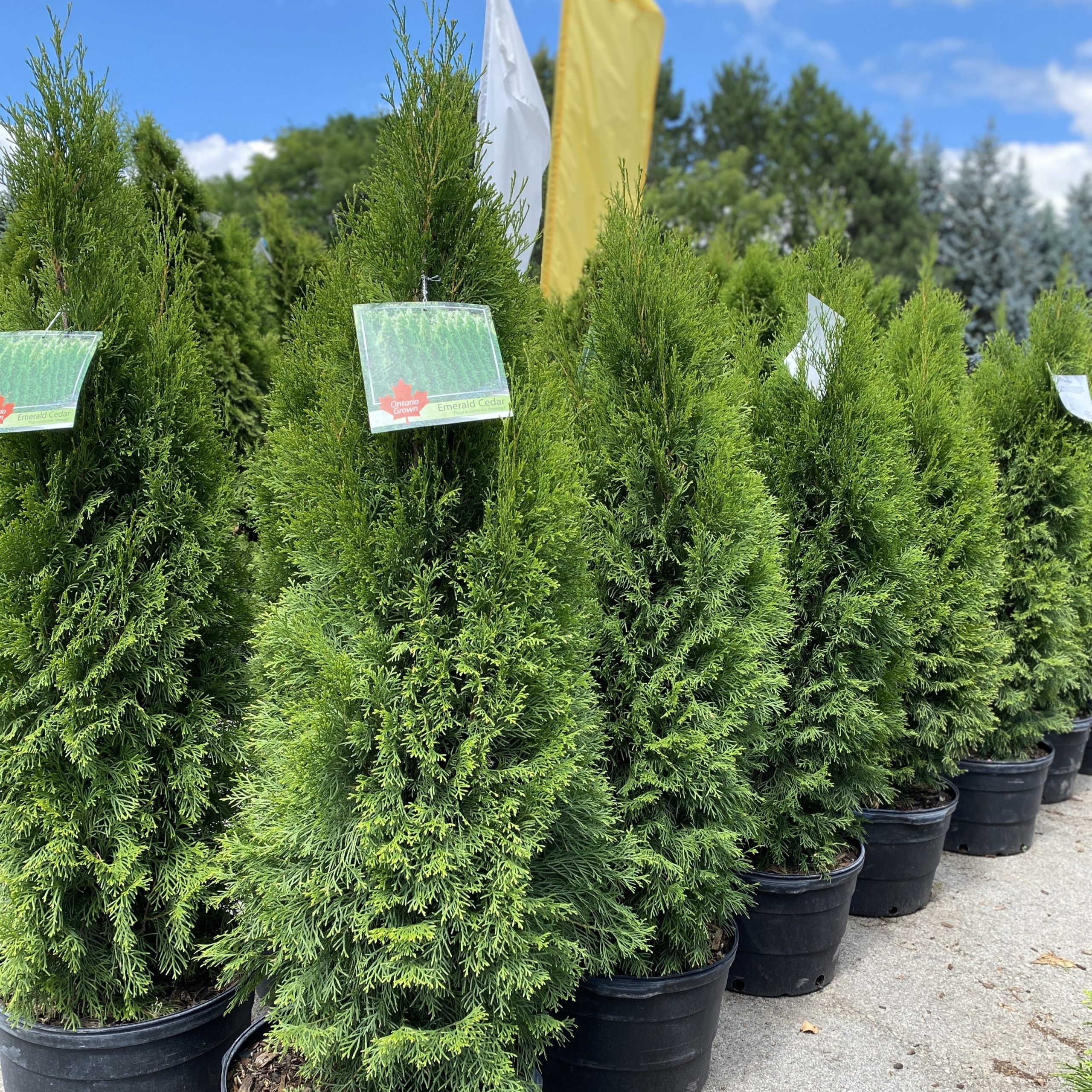 Cedar 'Emerald' (5gal pot size)