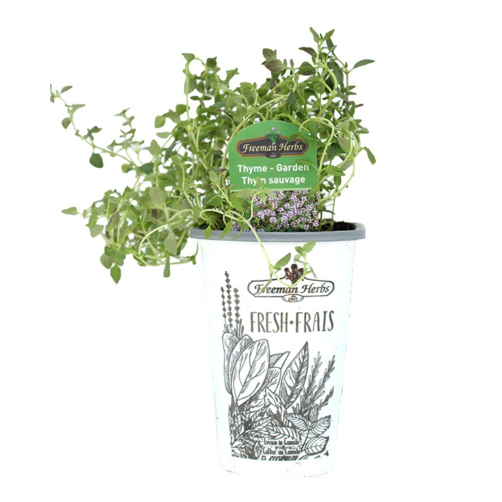 Thyme Garden (4" pot) TERRA Greenhouses