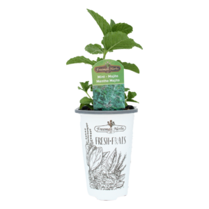 Herb Mojito Mint