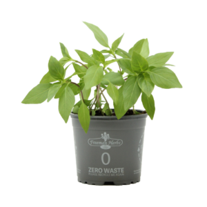 Thai Basil product image