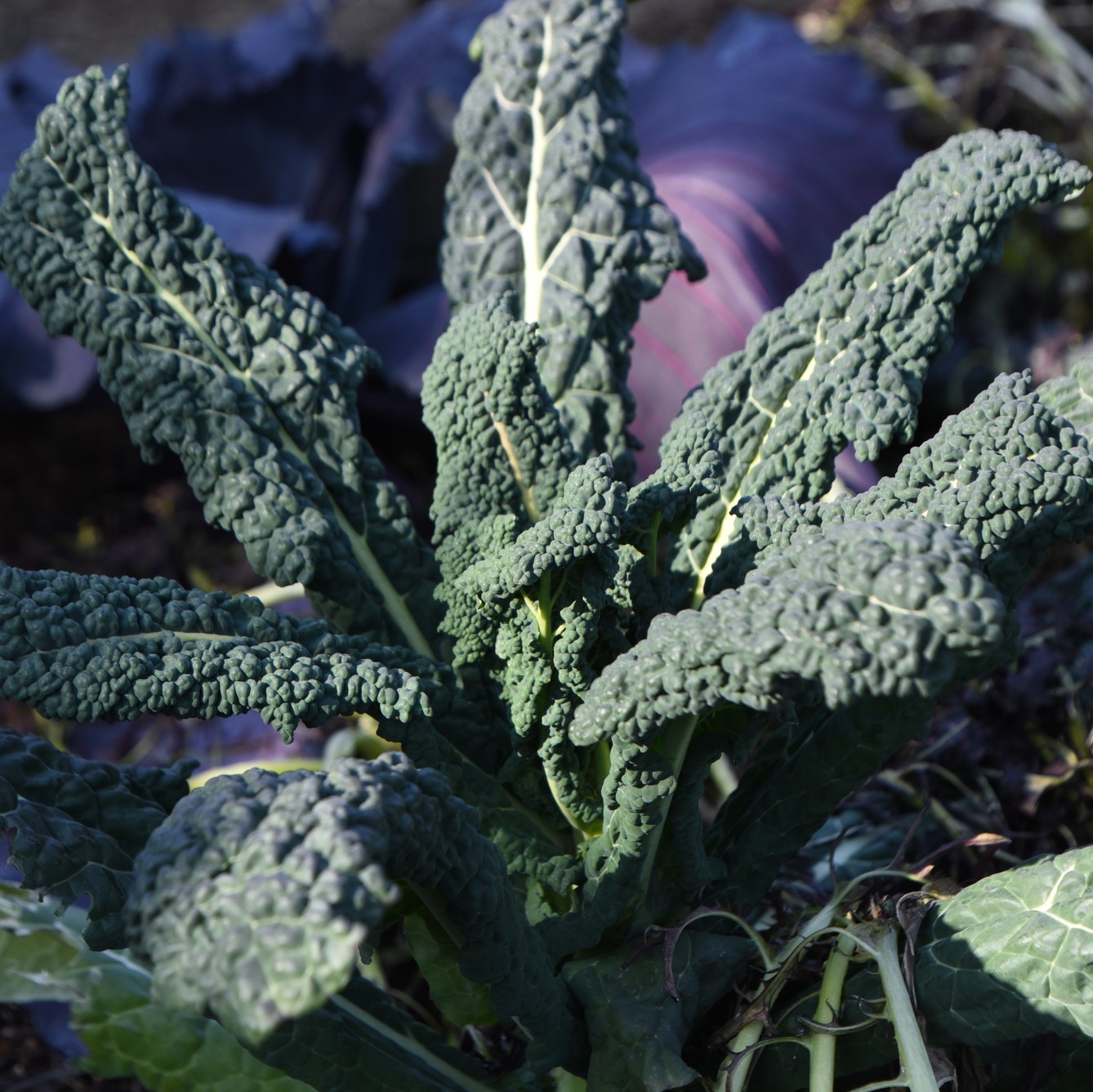 Kale Black (4 cell pack)