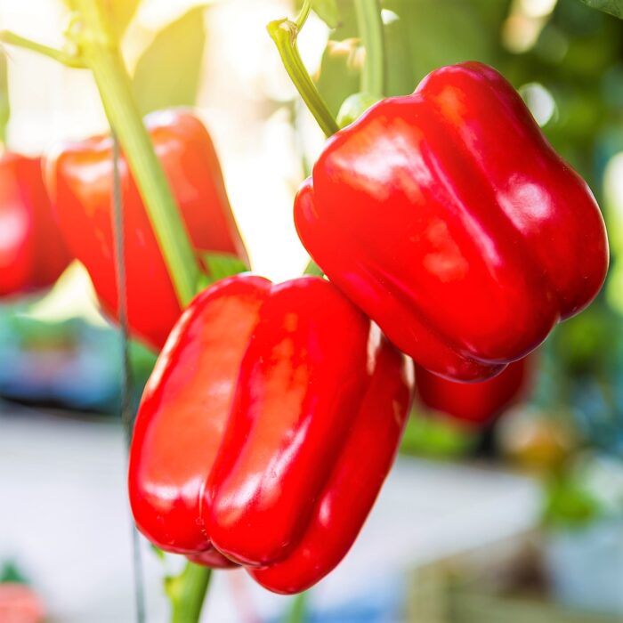 Pepper Red Bell (4 cell pack)