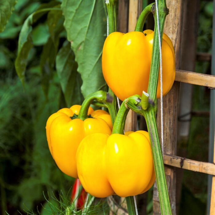 Pepper Yellow Bell (4 cell pack)