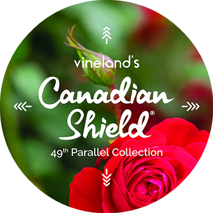 Rose 49th Parallel Collection Canadian Shield® (2gal pot)