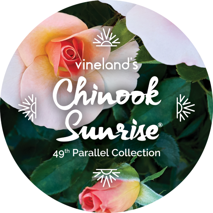 Rose 49th Parallel Chinook Sunrise® (2gal pot)