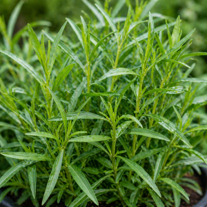 Tarragon (4" pot) - Buy 3 for $15