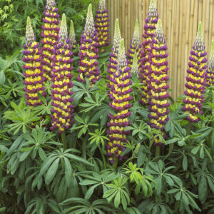 Lupin West Country Manhattan Lights 1gal
