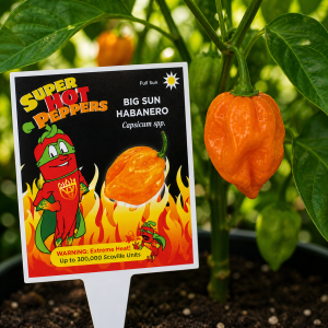 Big Sun Habanero - Extreme Hot Pepper (5" pot)