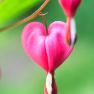 Dicentra - Bleeding Hearts 1gal