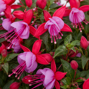 Fuchsia product image in variety Nikita