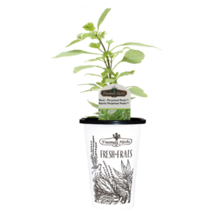 Herbs-Basil-Perpetural-Pesto