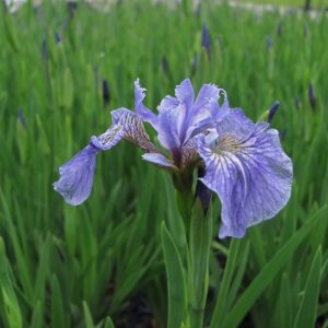 Iris setosa - Arctic Iris
