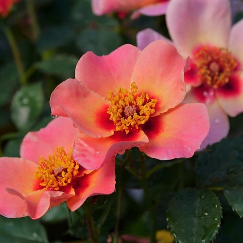 Rose Ringo® All-Star™ by Proven Winners (2gal pot)