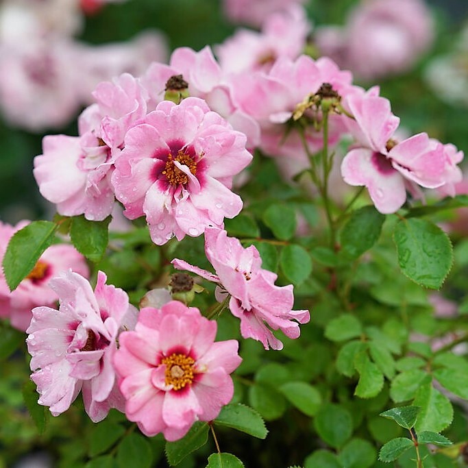 Rose Ringo® Double Pink by Proven Winners (2gal pot)