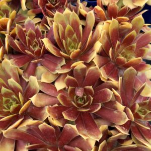 Sempervivum Chick Charms