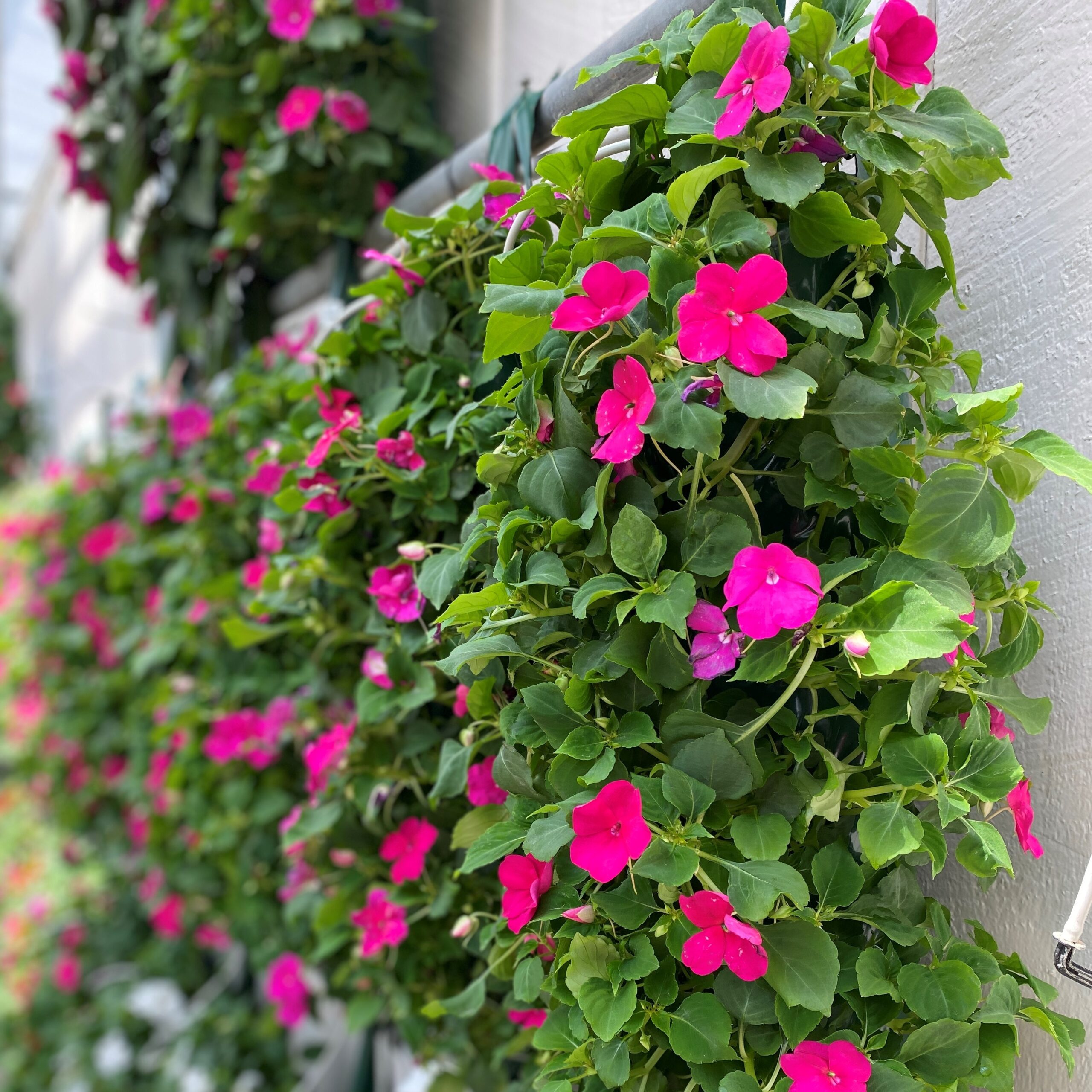 Shade Impatiens Wall Bag - 2 for $30