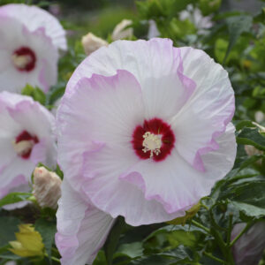 Perennial Hibiscus Ballet Slippers 2gal by Proven Winners