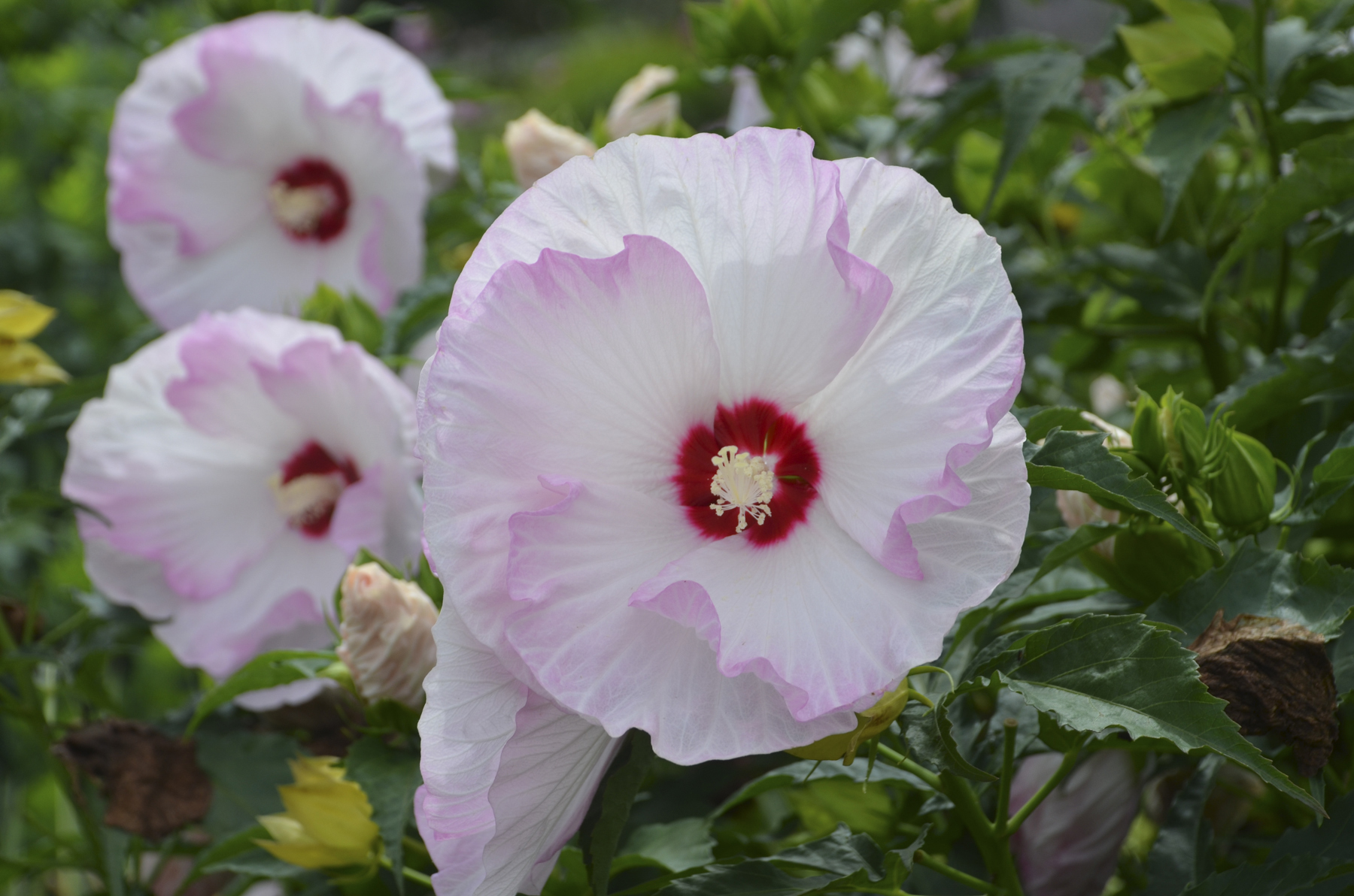 Perennial Hibiscus Ballet Slippers 2gal by Proven Winners