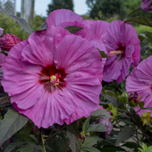 Perennial Hibiscus Berry Awesome 2gal by Proven Winners