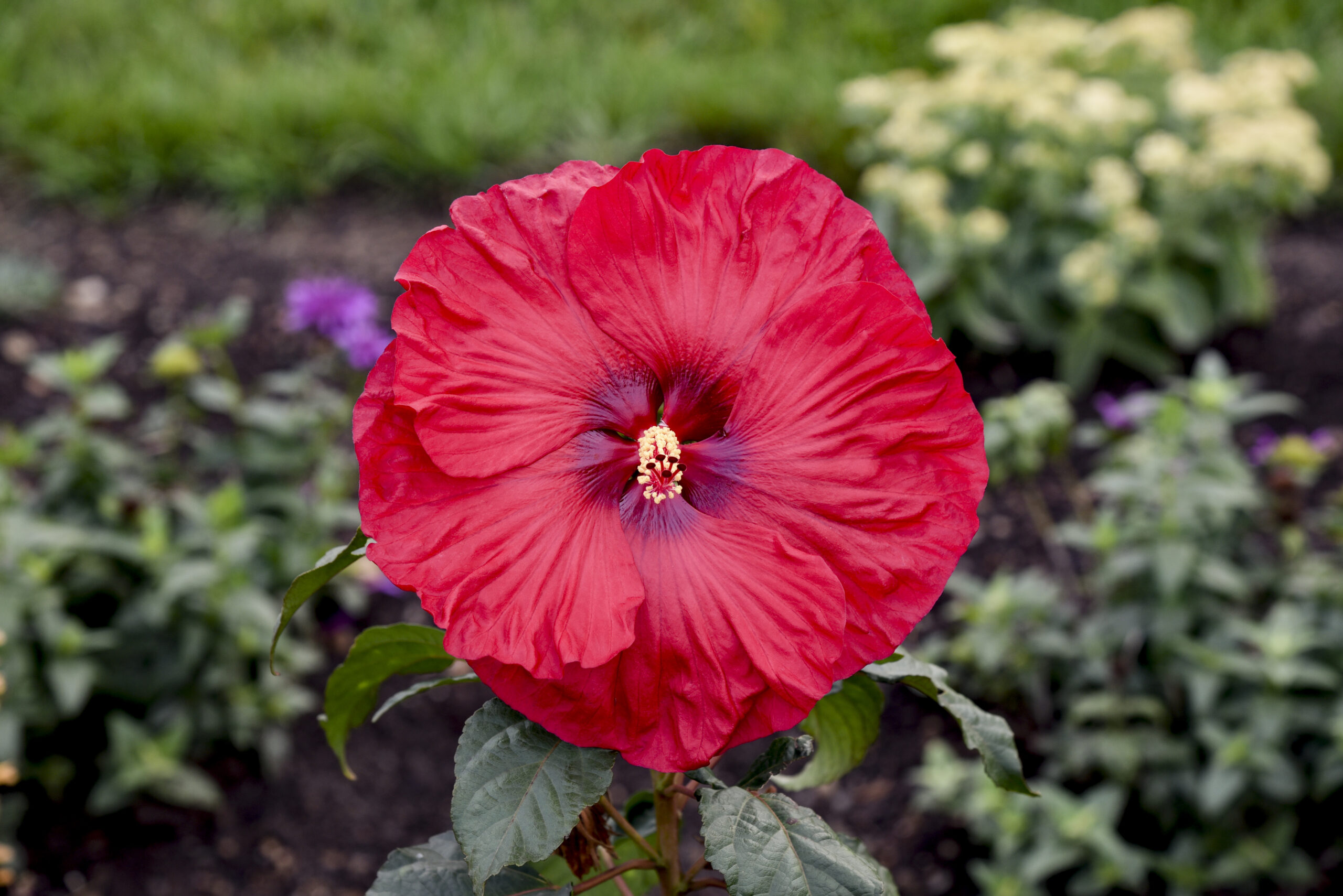 Perennial Hibiscus Valentine's Crush 2gal by Proven Winners