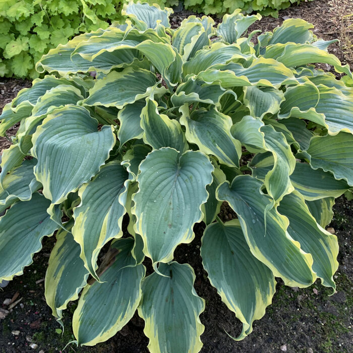 Hosta Voices in the Wind 1gal by Proven Winners