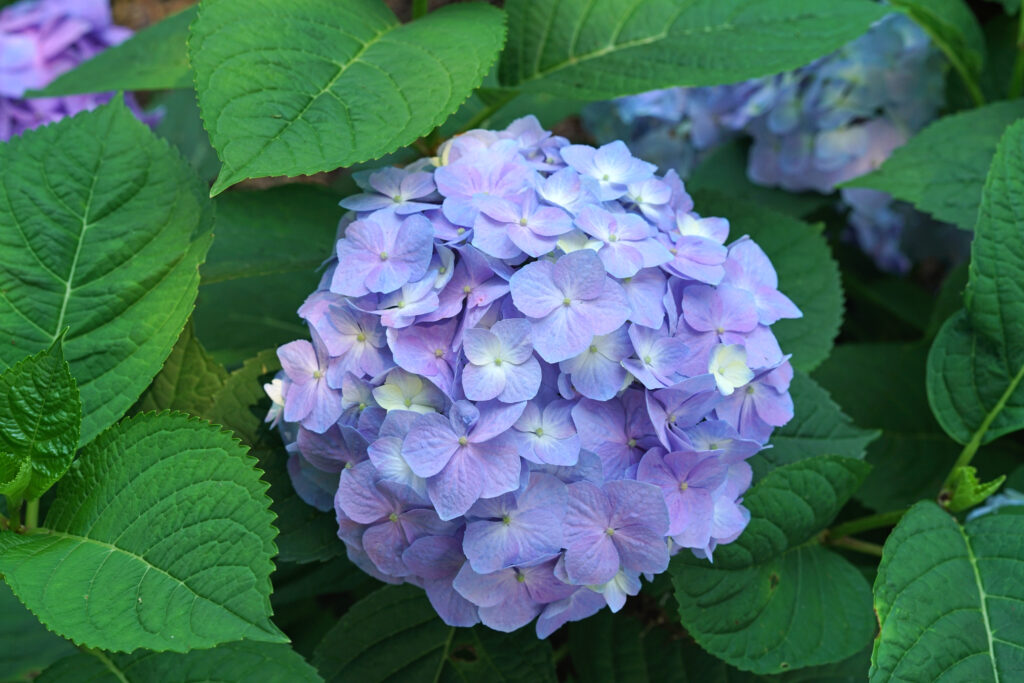 hydrangea-lets-dance-sky-view-