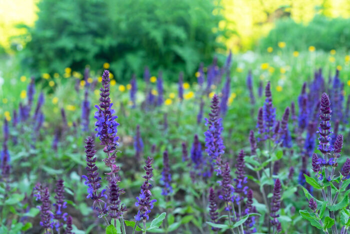 FOOLPROOF: The Best Basic Plants for an EASY Garden