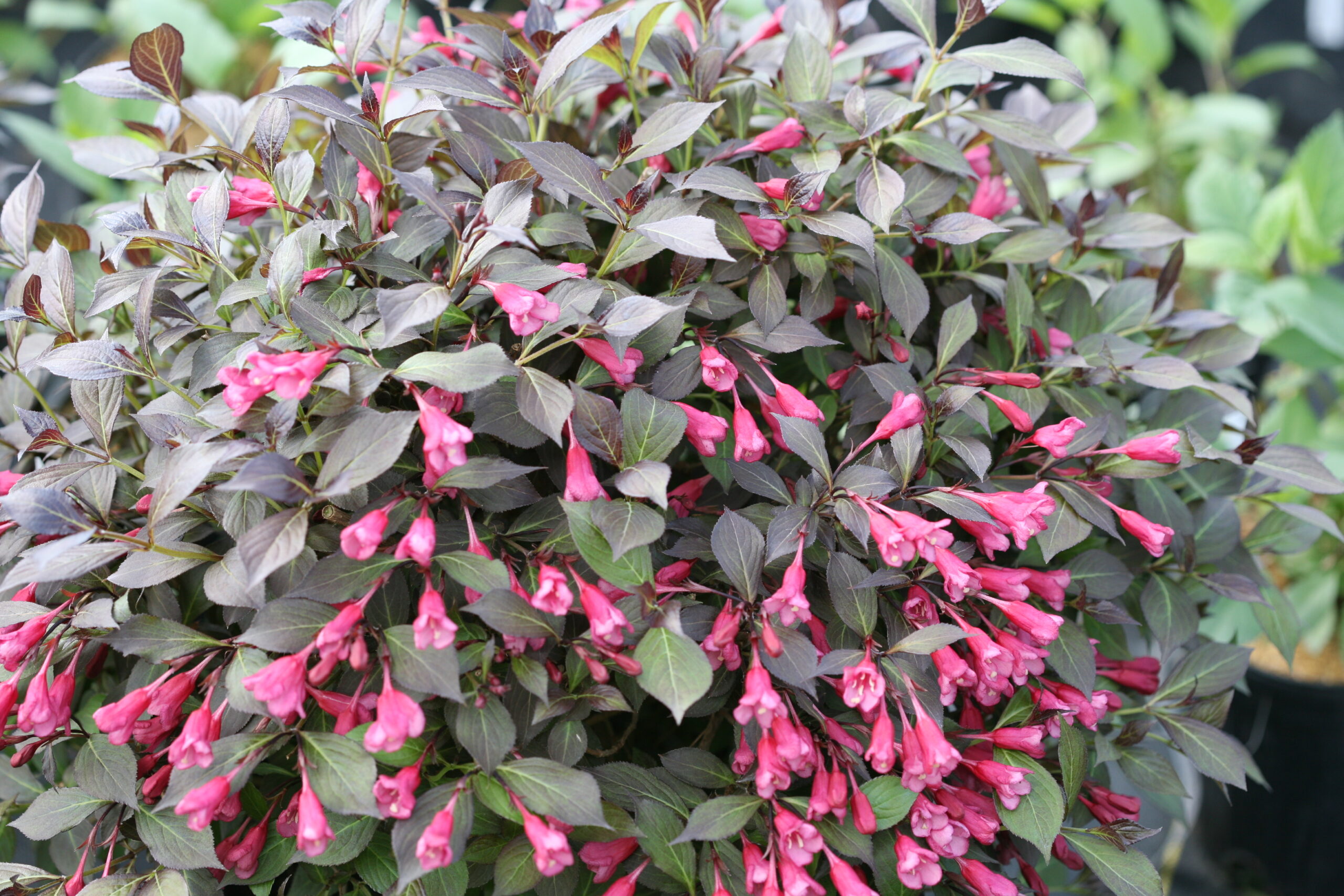 Weigela Midnight Wine Shine 2gal by Proven Winners