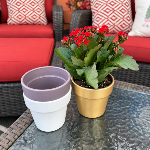 4 Kalanchoe in Ceramic product image