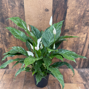Variegated Peace Lily (6" pot)