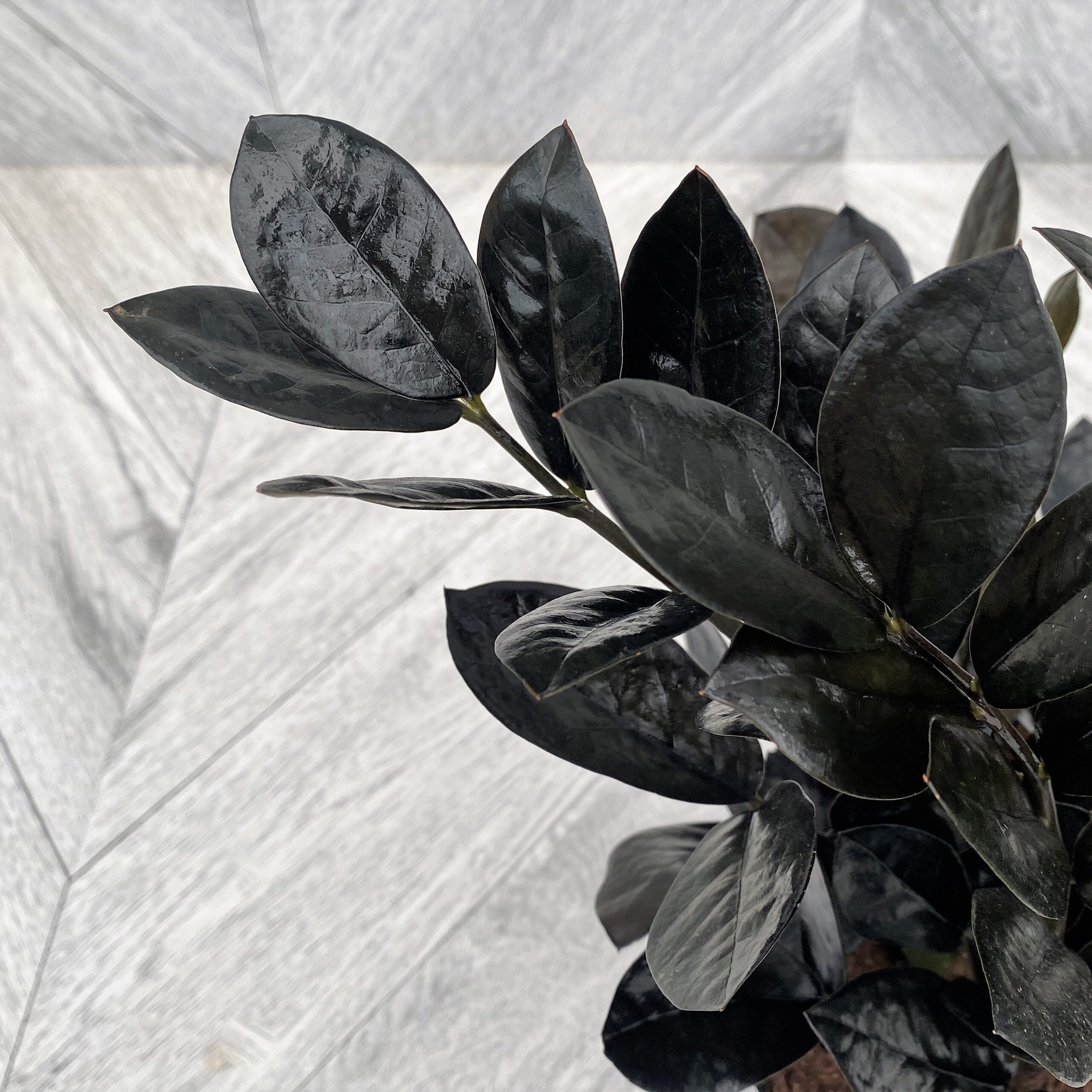 Tropical Treasures : Our Must-Have Houseplants in 2023