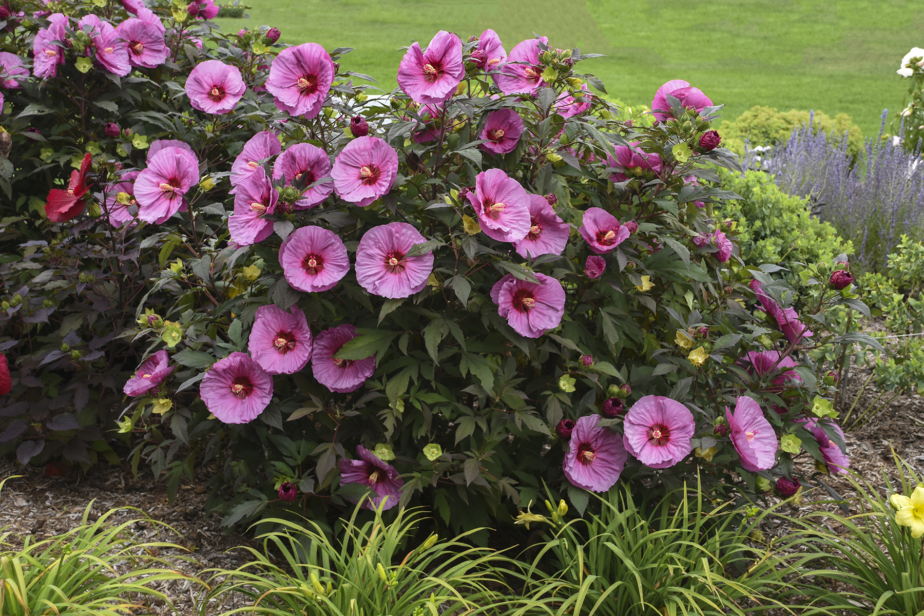 Hardy Perennial Hibiscus - pink 2gal
