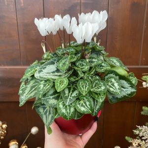 4" Cyclamen in Ceramic