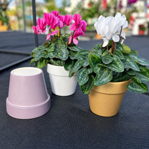 4 Cyclamen in Ceramic product image