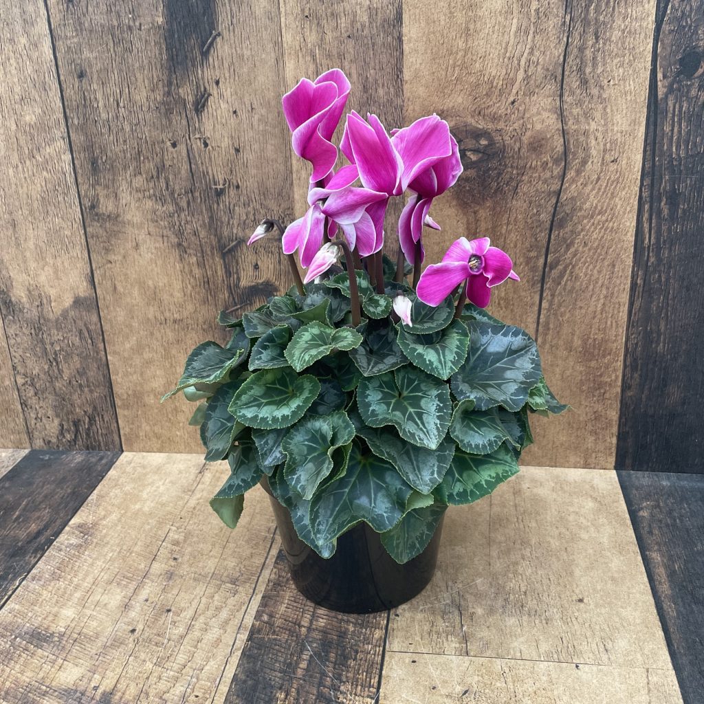 1pc Artificial Cyclamen Flower With 6 Branches And Foggy Effect