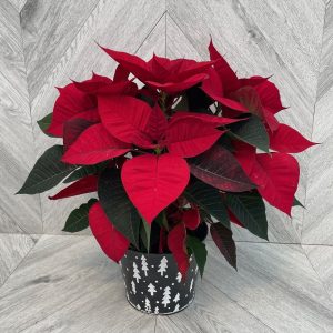 6" Premium Poinsettia
