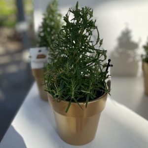 4 Rosemary Tree in Ceramic product image