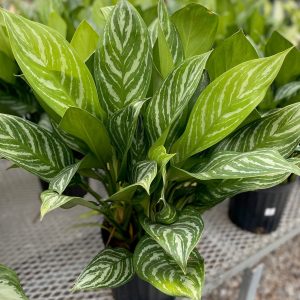 Aglaonema Collection (10" pot)- Two Varieties to Choose From!