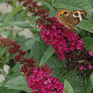 Butterfly Bush Miss Molly by Proven Winners 2gal