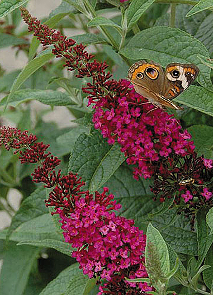 Butterfly Bush Miss Molly by Proven Winners 2gal