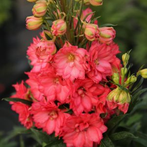 Delphinium Red Lark 1gal
